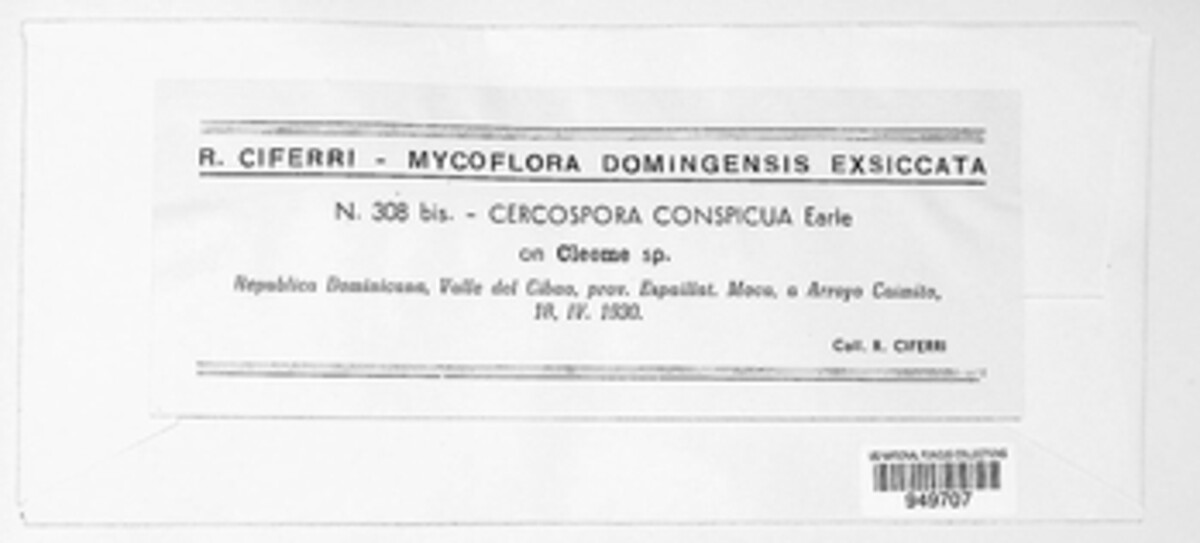 Pseudocercospora conspicua image